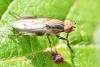 Pherbellia cinerella